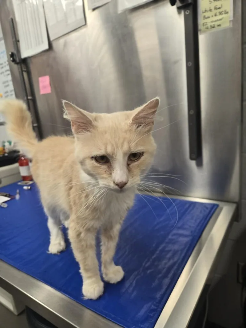 An adult medium-sized male Domestic Short Hair cat named Adonis for adoption in Hagerstown, MD
