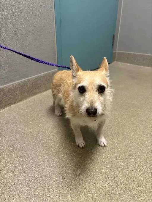 A senior small-sized female Chihuahua dog named Chuncky for adoption in Las Vegas, NV
