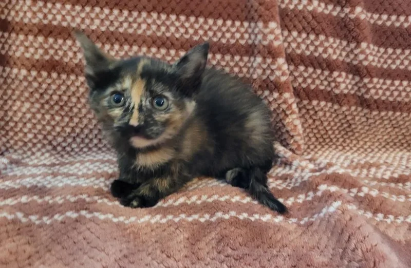 A baby small-sized female American Shorthair cat named Shelby for adoption in Tampa, FL