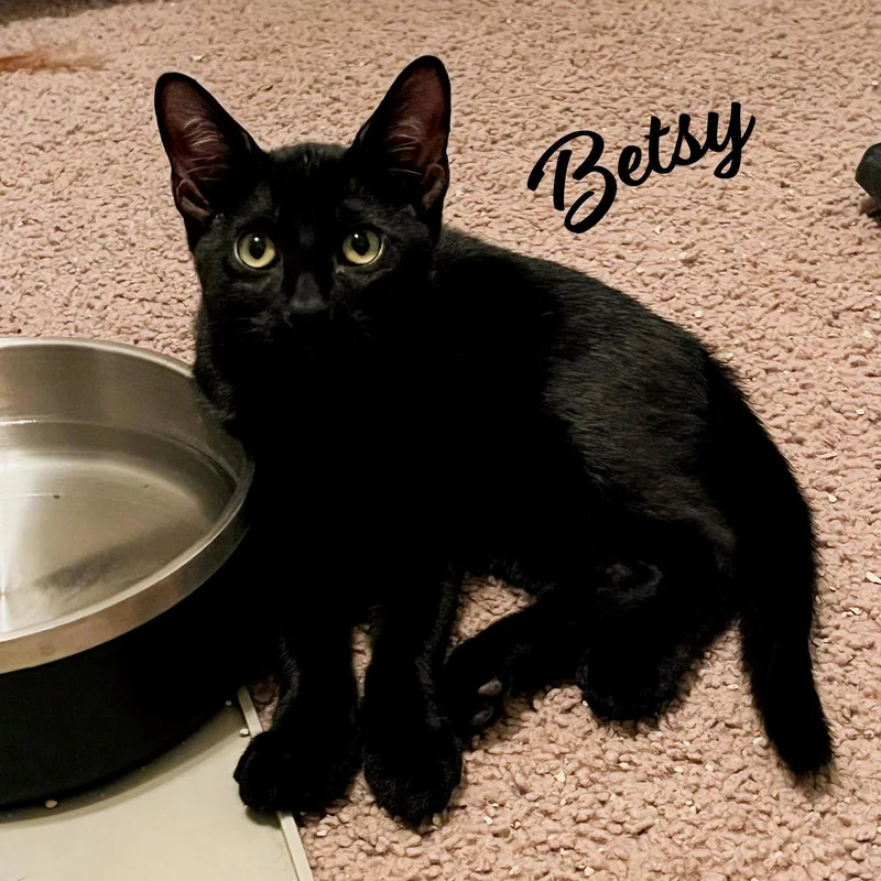 Betsy magnificentlitter