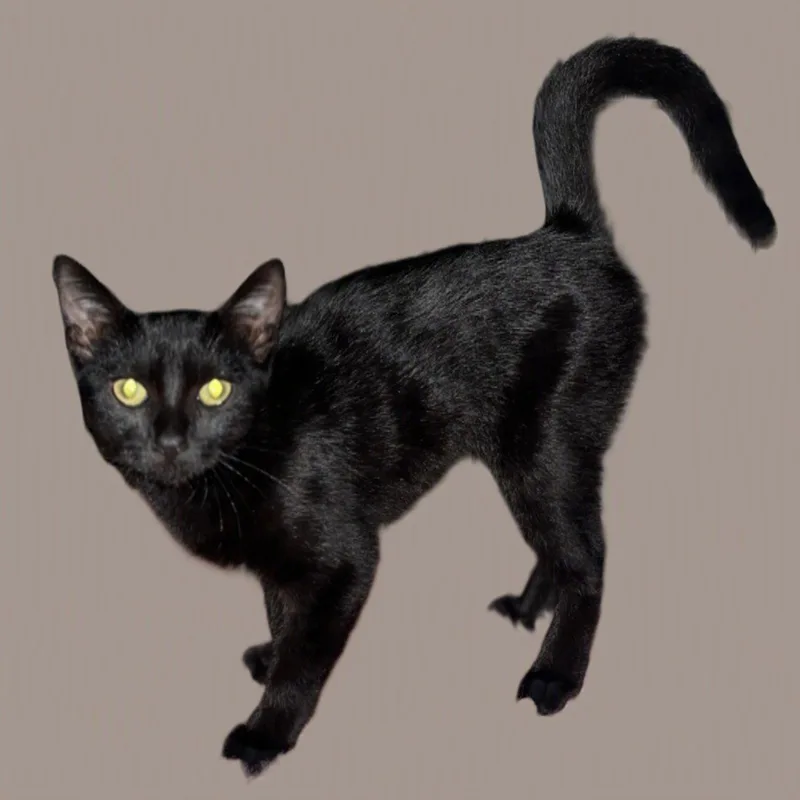 Betsy magnificentlitter thumbnail 3