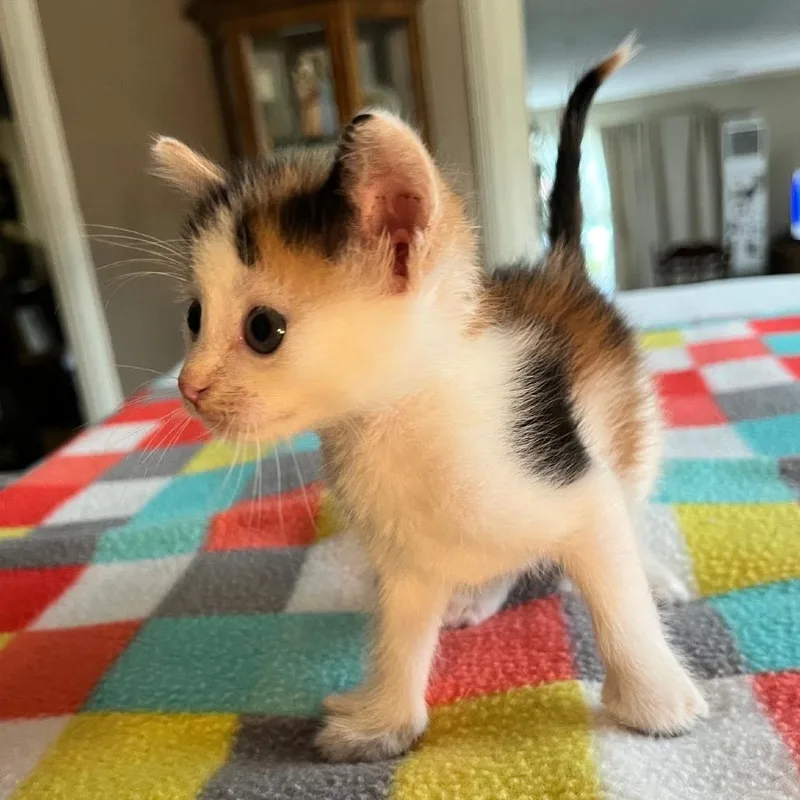 A baby small-sized female White Domestic Short Hair cat named Ginger for adoption in Normal, IL