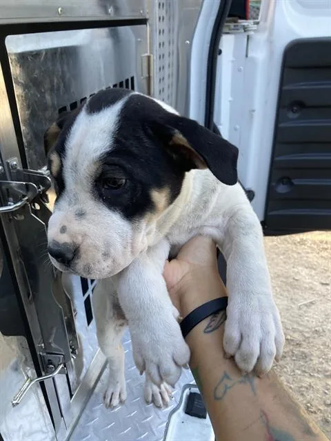 A baby large-sized male Mixed Breed dog named Fallen for adoption in Dallas, TX