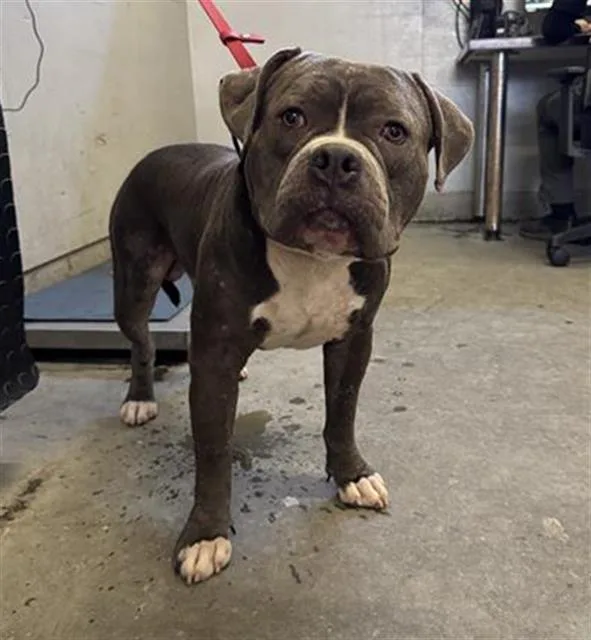An adult large-sized male Pit Bull Terrier dog named Shale for adoption in Camarillo, CA