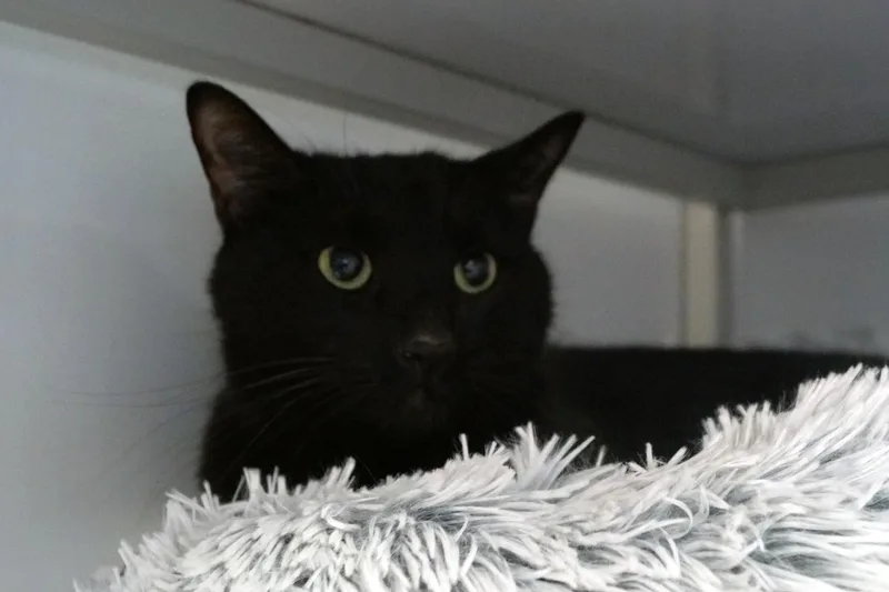 An adult medium-sized male Black Domestic Short Hair cat named Pywacket for adoption in New Milford, CT