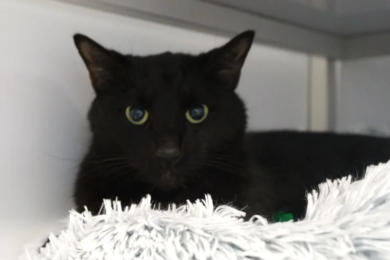 Pywacket thumbnail 2