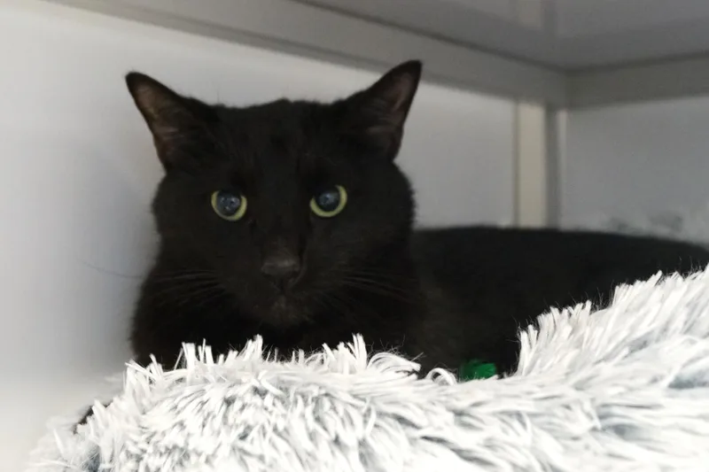 Pywacket thumbnail 3