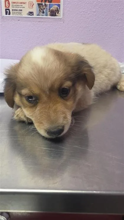 A baby small-sized male Brown / Chocolate Australian Shepherd dog named 61353068 for adoption in El Paso, TX