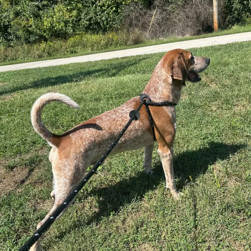 An adult large-sized male Redbone Coonhound dog named Big Red for adoption in Batavia, OH