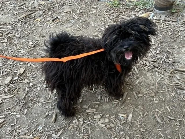 A young small-sized female Poodle dog named Countess Cobweb Chatterbox for adoption in Pacifica, CA