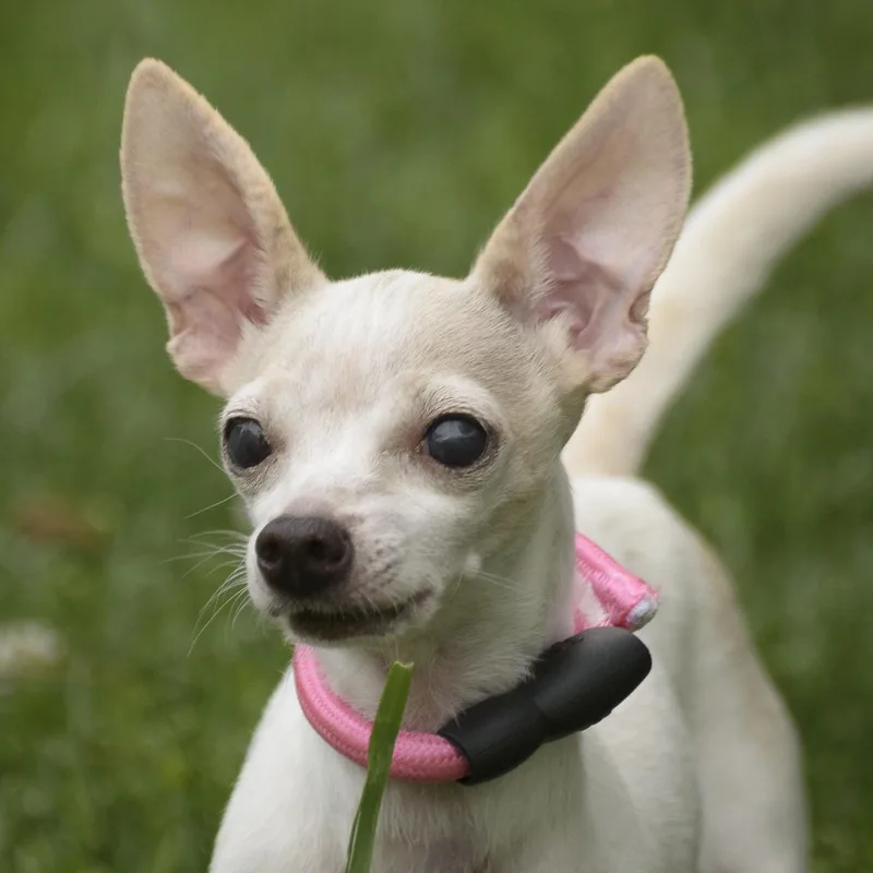 A senior small-sized female White / Cream Chihuahua dog named Valaria for adoption in Lambertville, NJ