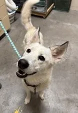 An adult medium-sized female Apricot / Beige Husky dog named Remi for adoption in Redmond, OR