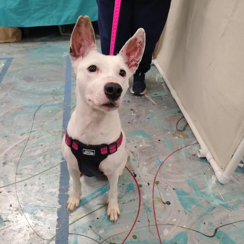 A senior medium-sized female White / Cream Fox Terrier dog named Kaia for adoption in Coos Bay, OR