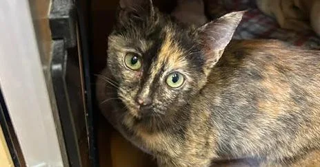 A baby medium-sized female Domestic Short Hair cat named Smidge for adoption in Anoka, MN