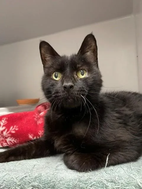 A senior medium-sized male Black Domestic Short Hair cat named Midnight for adoption in Hayward, WI