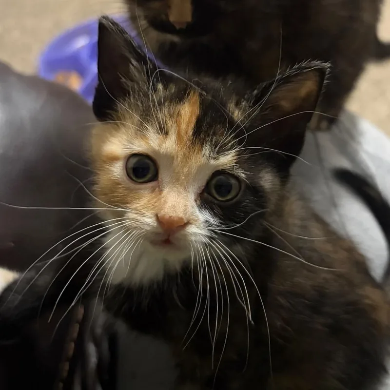 A baby small-sized female Black Domestic Short Hair cat named Caramel C for adoption in Princeton, MN