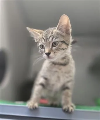 A baby small-sized male Domestic Short Hair cat named Aster for adoption in Aliquippa, PA