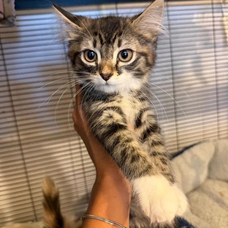 A baby small-sized female Brown / Chocolate Domestic Short Hair cat named Cinder for adoption in Hanna City, IL