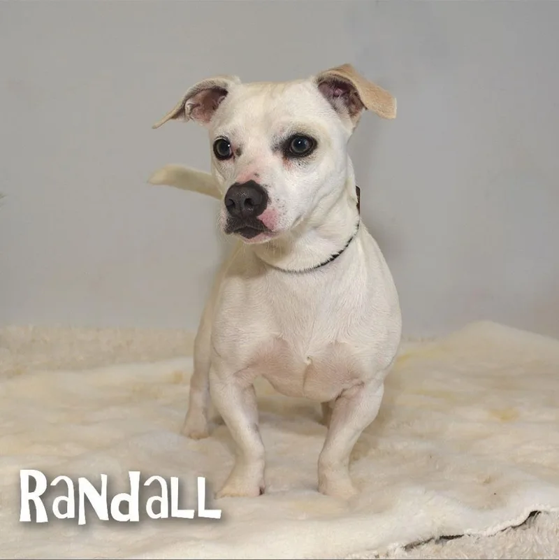 Randall thumbnail 2