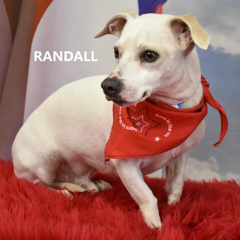 Randall thumbnail 5