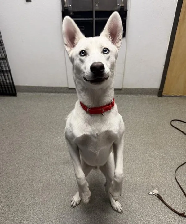 A young large-sized male Siberian Husky dog named Bumper Car for adoption in Escondido, CA