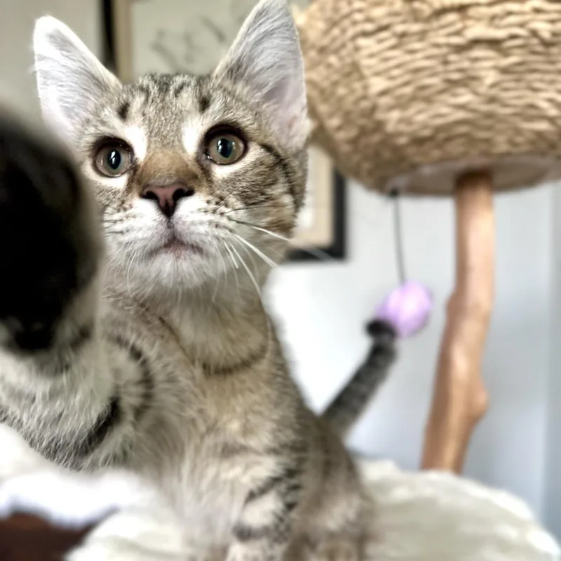 A baby small-sized male Brown / Chocolate Domestic Short Hair cat named Mocha for adoption in Ephrata, PA