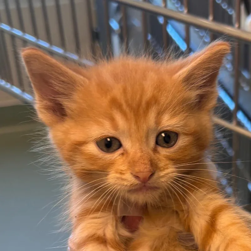 A baby small-sized male Orange / Red Domestic Short Hair cat named Queso for adoption in Norman, OK