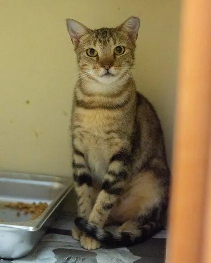 An adult large-sized female Domestic Short Hair cat named Aspen [FIV+] for adoption in Chamblee, GA