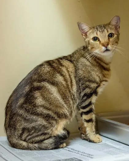 Aspen [FIV+] thumbnail 2