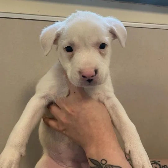 A baby small-sized female White / Cream Mixed Breed dog named Holstein for adoption in Chicago, IL