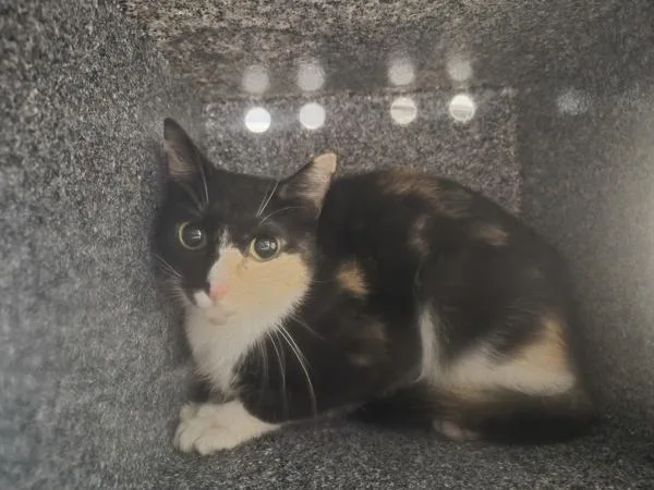 A young medium-sized female Domestic Short Hair cat named Sesame for adoption in New York, NY