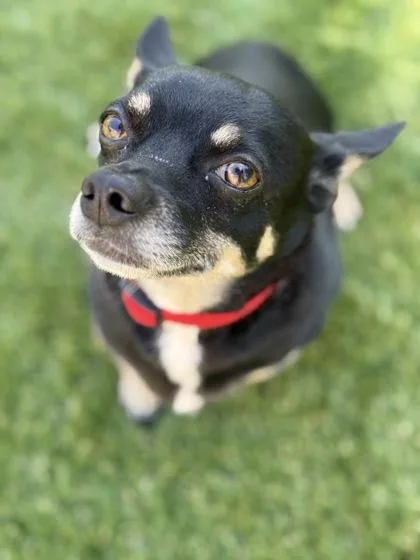 Tito