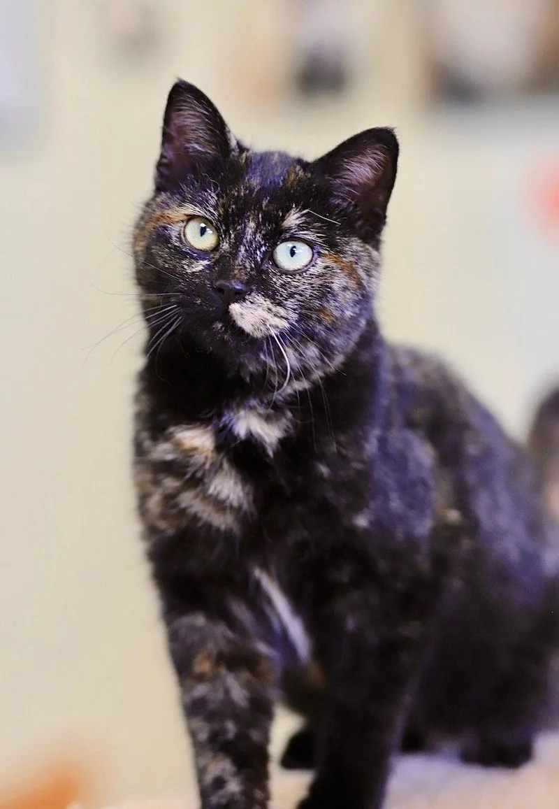 Tortoise thumbnail 2