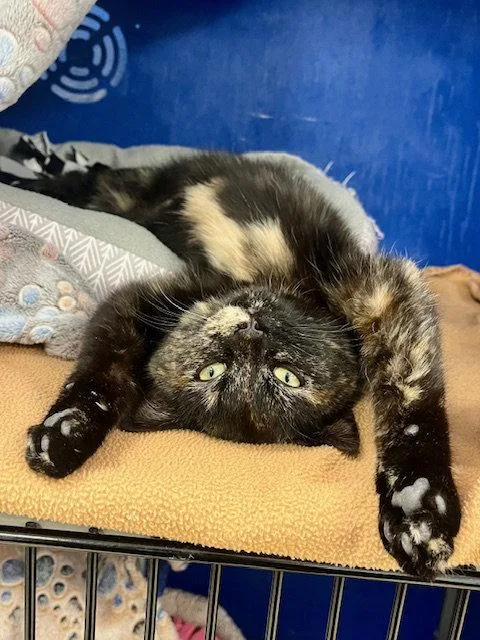 Tortoise thumbnail 3