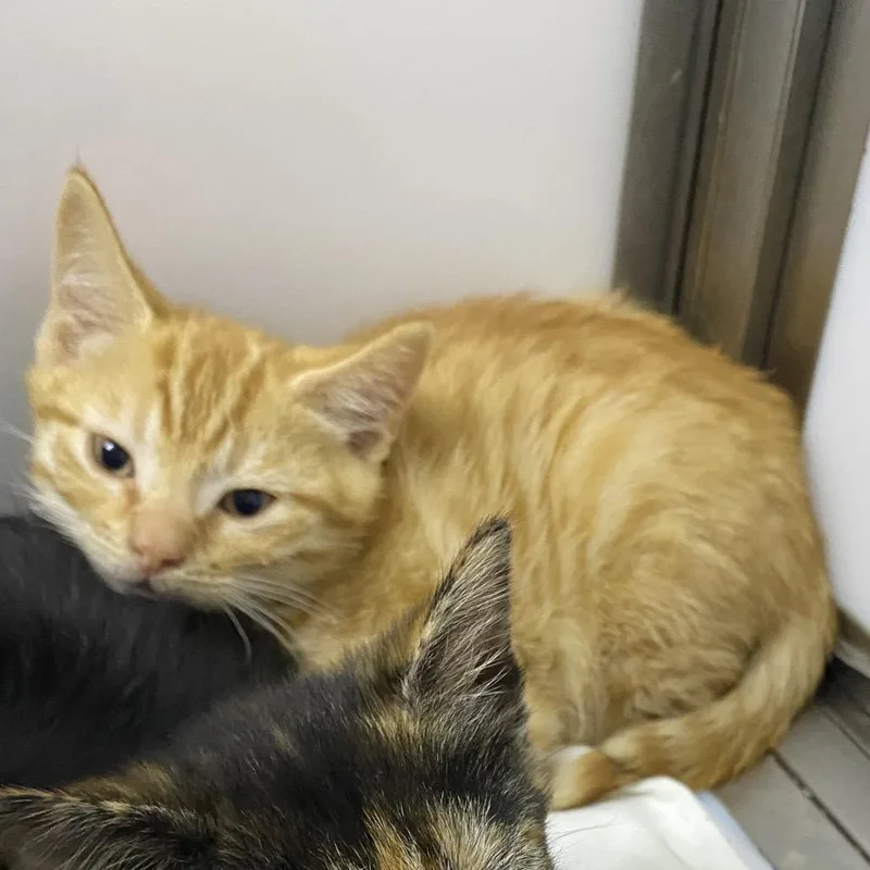 A baby small-sized male American Shorthair cat named Beetle for adoption in Franklin, NC