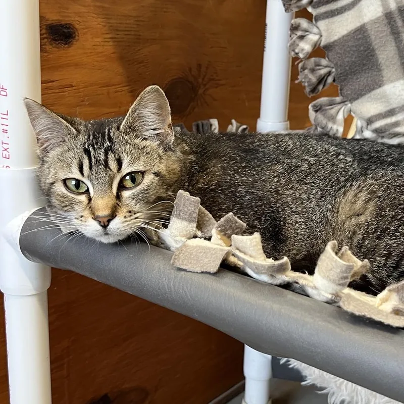 A young medium-sized female Brown / Chocolate Domestic Short Hair cat named Ugg for adoption in Delaware, OH