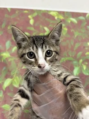 A young small-sized female Domestic Short Hair cat named Spearmint for adoption in San Antonio, TX