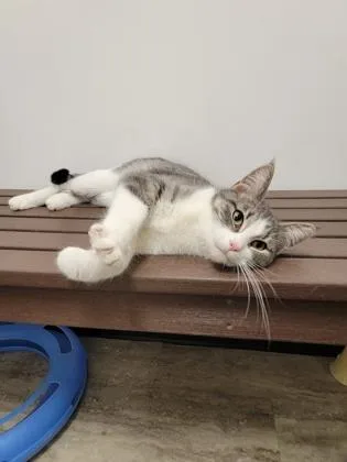 An adult medium-sized female Domestic Short Hair cat named Esther for adoption in Fergus Falls, MN
