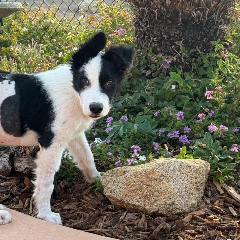 A baby medium-sized male White / Cream Border Collie dog named Patches for adoption in Oceanside, CA