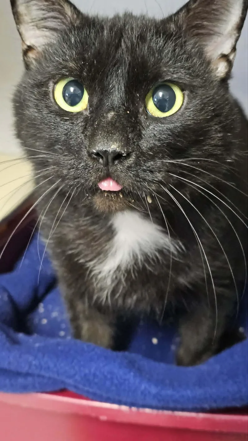 Mr. Whiskers