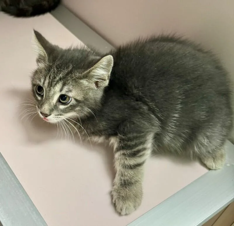 A young medium-sized male Gray / Blue / Silver Domestic Short Hair cat named Haiden for adoption in Providence Forge, VA