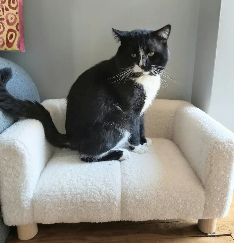 A young medium-sized male Domestic Short Hair cat named Carl for adoption in Minneapolis, MN