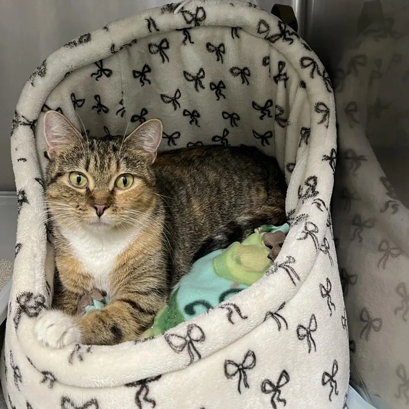 An adult medium-sized female Brown / Chocolate Domestic Short Hair cat named Selma for adoption in Fairfax, VA