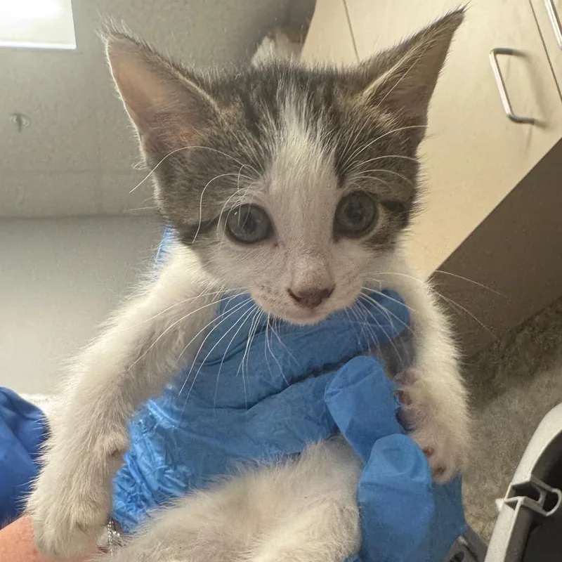 A baby small-sized female Brown / Chocolate Domestic Short Hair cat named Trickz for adoption in Dickinson, TX