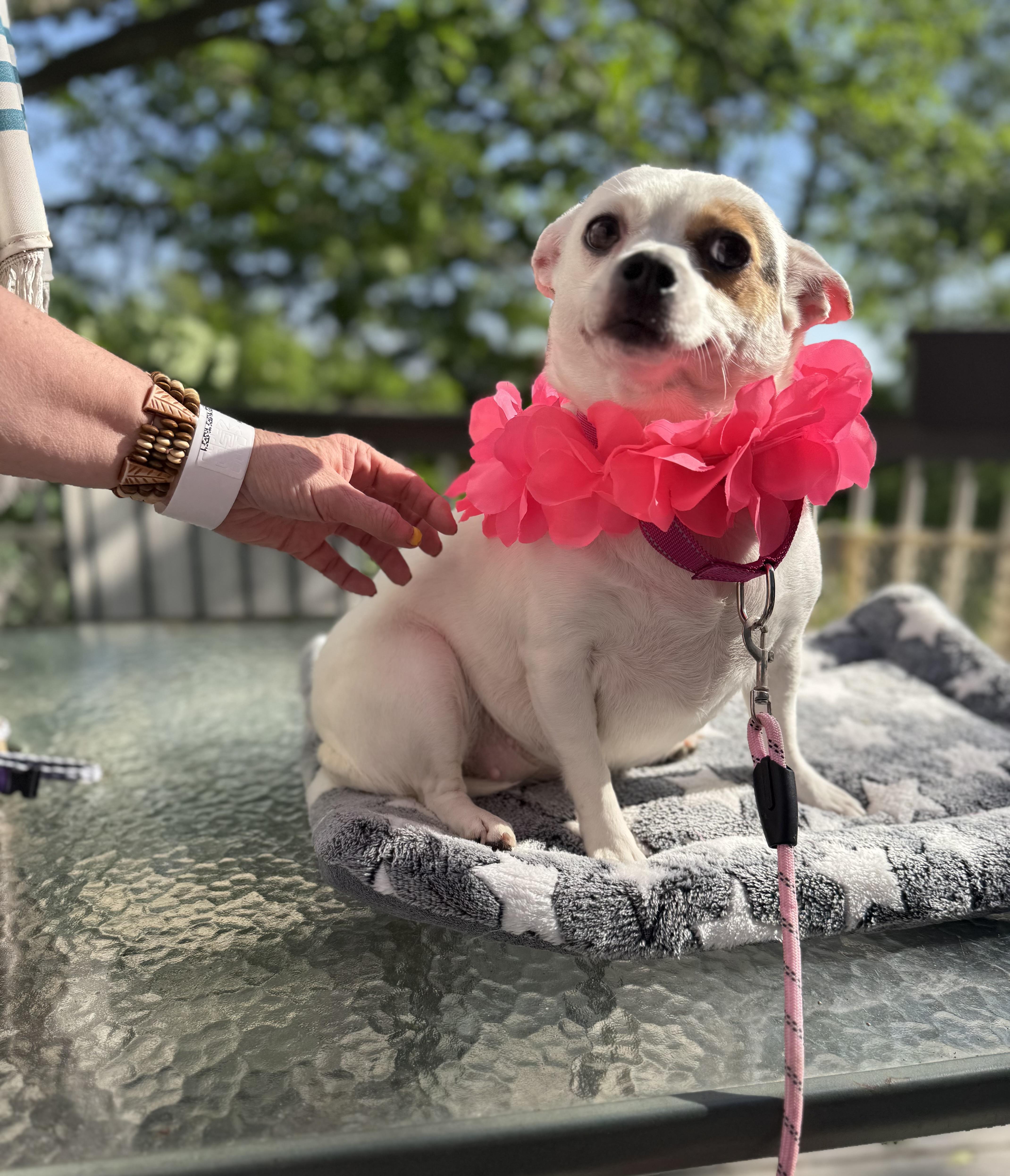 A young small-sized female Apricot / Beige Pug dog named Rosey for adoption in White Lake, MI