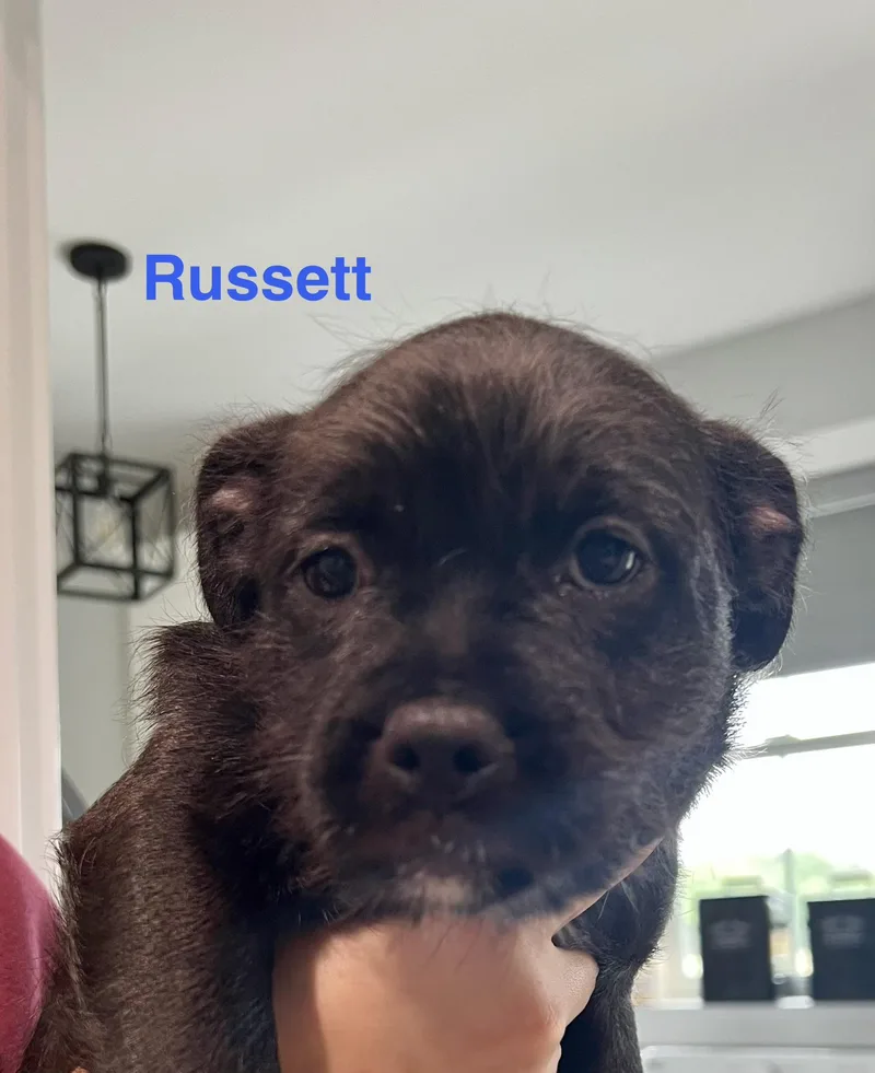 Russet