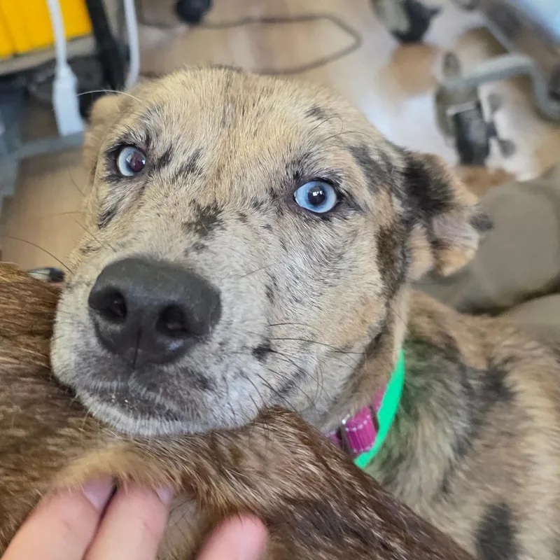 A young medium-sized female Yellow / Tan / Blond / Fawn Labrador Retriever dog named Millie for adoption in Chapel Hill, NC