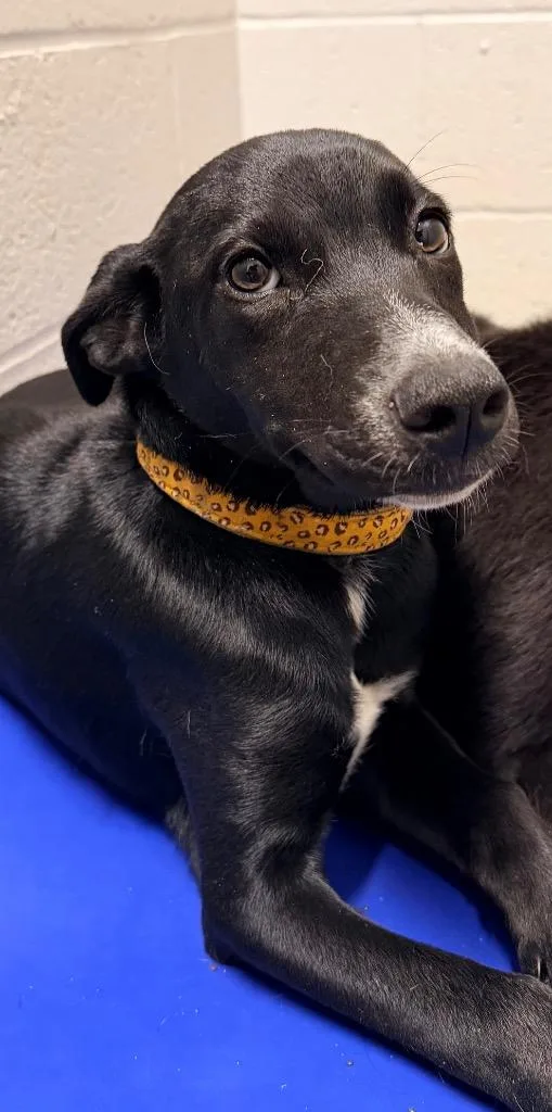A baby medium-sized female Labrador Retriever dog named Serena for adoption in Newcastle, OK
