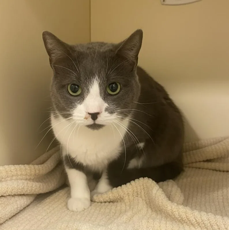 An adult medium-sized male Gray & White Domestic Short Hair cat named Ari for adoption in Elyria, OH