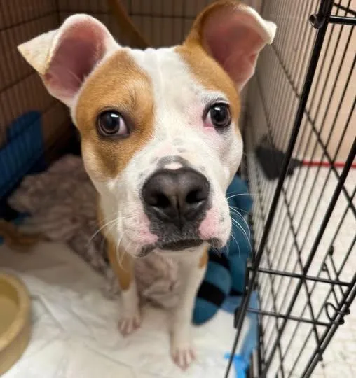 A young medium-sized male Red / Chestnut / Orange Pit Bull Terrier dog named Bryce for adoption in Euclid, OH